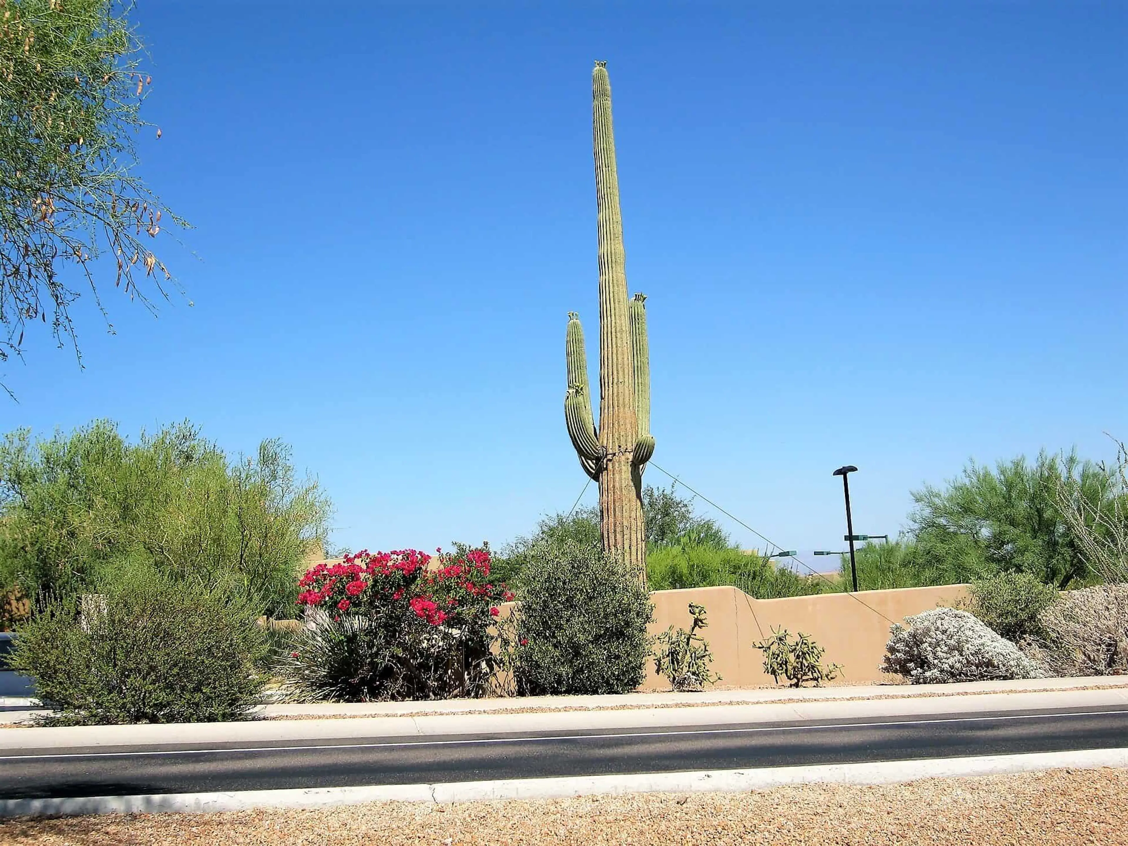 Chandler, AZ background image